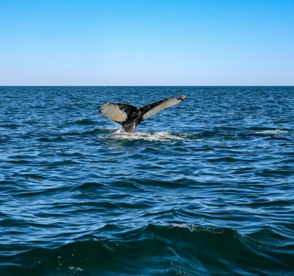 nova scotia whall watching