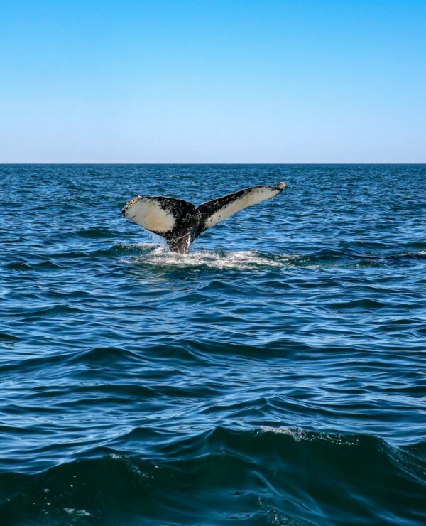 nova scotia whall watching nova scotia whall watching